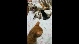 Caring Kitty Of The Year