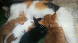 Four Twins Kittens Milk Feeding Time