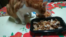 Kitten Yumy Seashell Dish