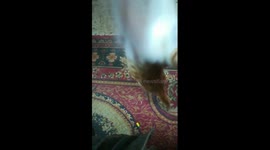 Kitty Night Jumps With Owner