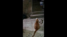 Kitty Play With Owner Game ' Hanged Robe '