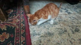 Kitty Was Missing His Play Tube