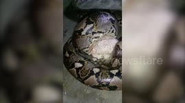 Wild python tamed by being fed raw chickens