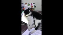 Fed up cat wants attention so SITS on laptop