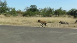 Mother warthog protects her vulnerable baby from hungry hyena