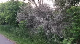 Wood in Ontario looks like haunted forest after thousands of caterpillars invade