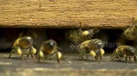 bee colonies bees, are a clade of hymenopteran insects
