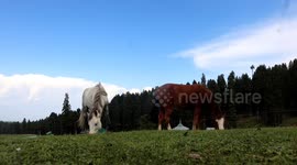 Kashmir Valley left without source of income as tourism drops due to COVID-19