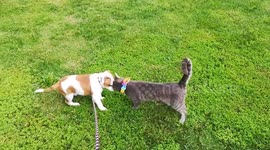 Puppy and cat who became best friends said goodbye when the Staffy was finally adopted by his new family