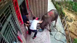 Runaway buffalo attacks woman holding a child at front of her house in southern China