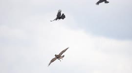 Skilful bird of prey evades crows dive bombing attack in the UK