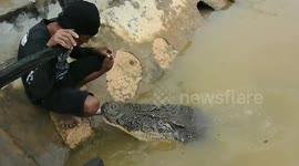Friendly wild crocodile floats over to locals to be stroked in Indonesia