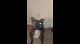 Dog running too happily after her ball...ouch