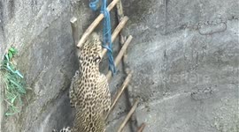 Leopard hauled to rescue by forest officials after falling into a 50-ft deep well in Western India.