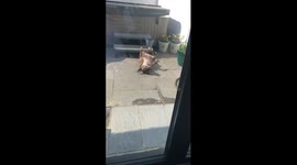 Dogs way of sunbathing...wonder who she’s been copying!