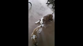 Chil and Rosy wrestling and rolling all over the floor!