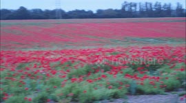 Stunning poppy field in bloom in Kent, UK