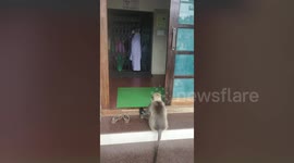 Injured monkey 'patiently' waits outside hospital for treatment in southern India