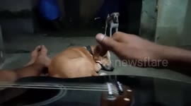 my dog dont like the guitar