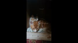 Big Kitty Comfort Mother While Giving Birth