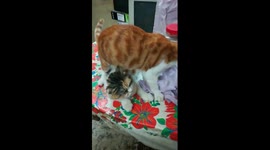 Kitten Play Around With Mummy In Quarantine