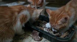 Kittens Yummy Chickens