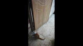 Can Kittens Jump Like That !!!
