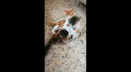 Strong Mummy & Son Fight