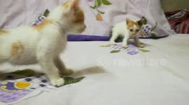 Kitty And Brother Bed Fight