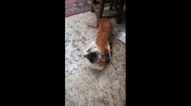 Male Kitty Won Aganist Mummy Fight