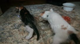Twins Kitten First Food Party