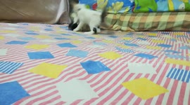 Siblings Kitties Fight On Bed