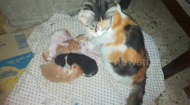 New Born Kitties Under Bed
