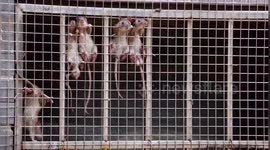 Rats climb onto window security nets to avoid flash floods in China