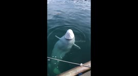 Hvaldimir, the charming Beluga that loves to interact with people