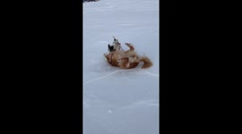 Happy dogs playing having fun up in the arctic