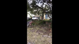 Expert bouncer: Huge kangaroo acts like door guardian in front of Australian house