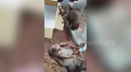 Heartwarming moment Thai workers perform CPR to rescue drowned puppies