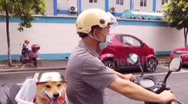 Dog spotted wearing metal bowl helmet when sitting on back of scooter in China