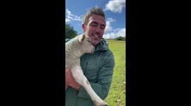 Lamb playing and having a cuddle