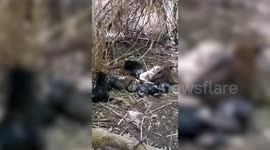 Mother dog leads human friend to her six newborn puppies