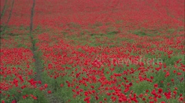 Stunning poppy display in Kent, UK