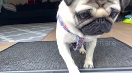 Pangpang the Pug running to the backdoor to go outside - what a cute, happy pug