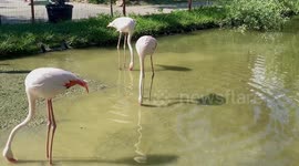 Real Flamingo dance