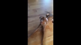 Stanley the Vizsla is a very good listener