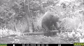 American Black Bear exits pond in close encounter footage