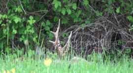 Serene look at sleeping deer in Gloucestershire
