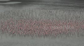 Thousands of pink flamingos flock together to shelter against bad weather in India