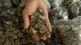 Indonesian authorities thwart smuggling of endangered pangolin