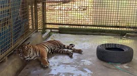 Indonesian officials release Sumatran tigers into wild in attempt to boost species numbers
